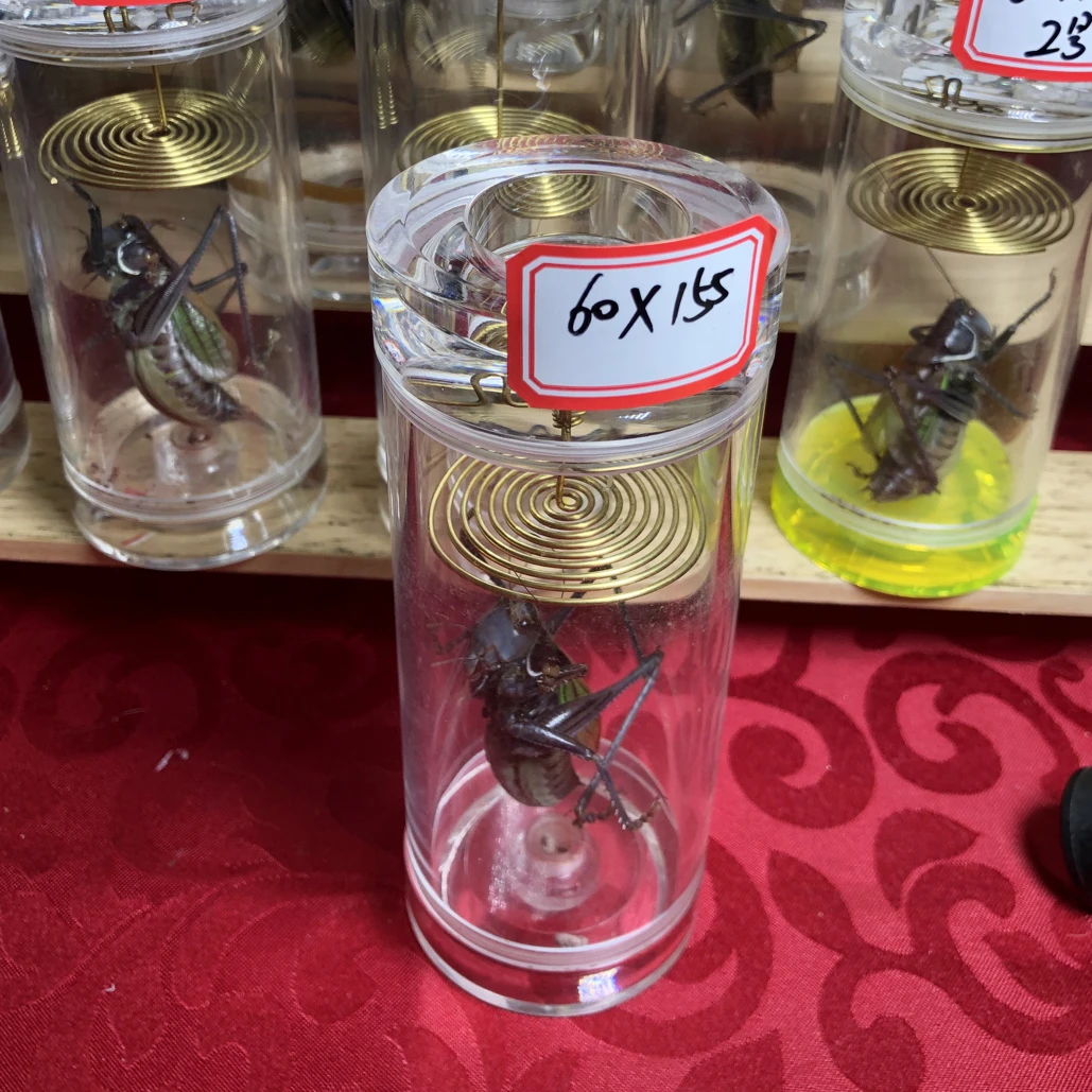 60✖️155蝈蝈 药蝈蝈