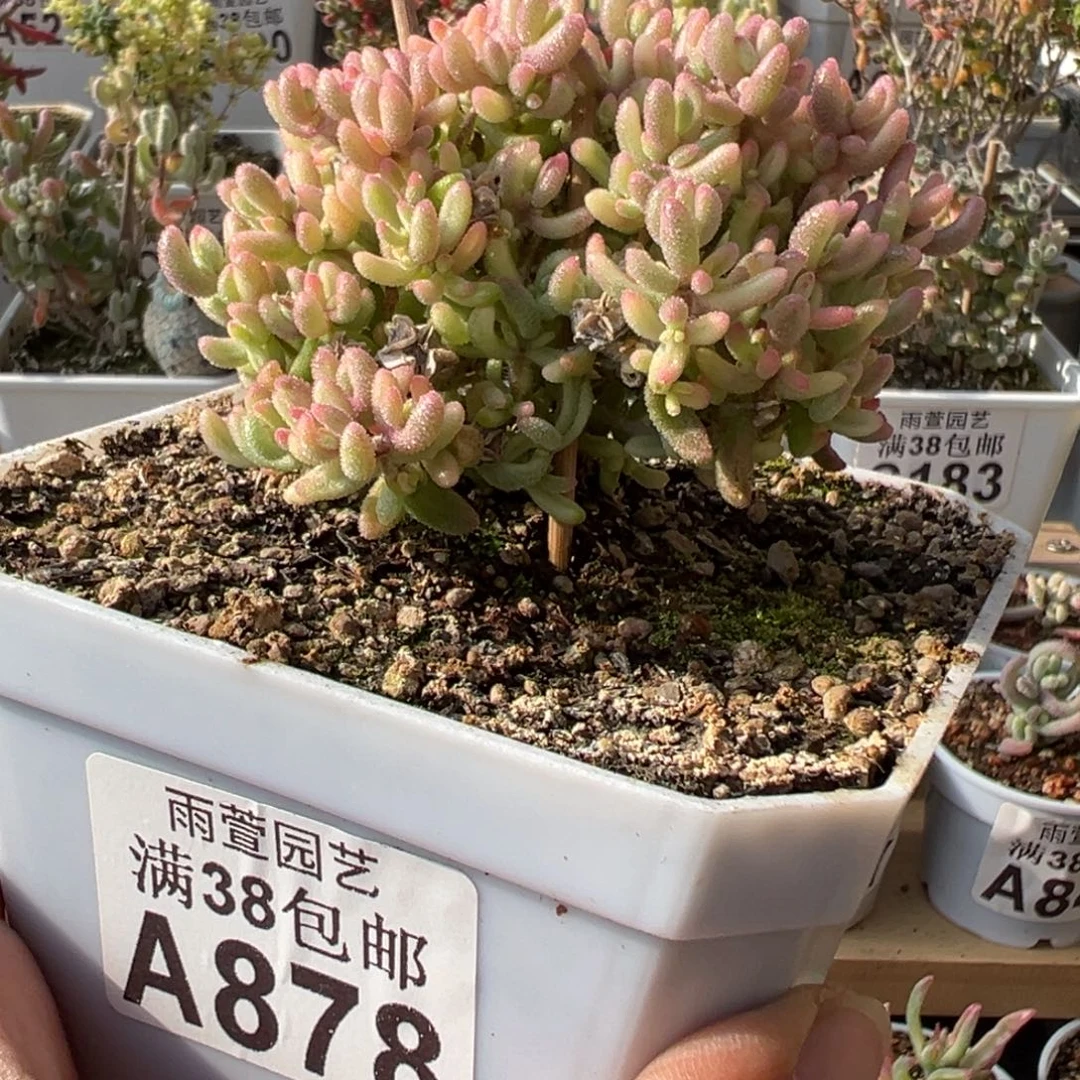 8-878枝干番杏多肉红宝石锦老桩十方盆