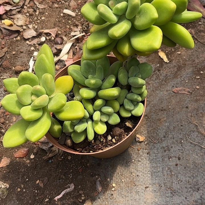 胡***妖芒果奶，一物一拍。