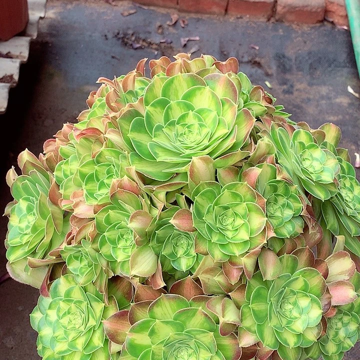 韶华捧花，多肉植物