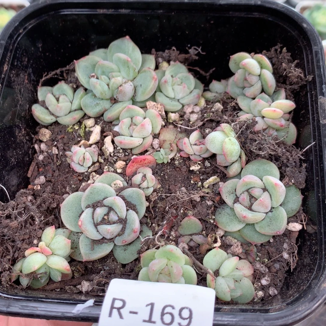 无花朵R169英语英语