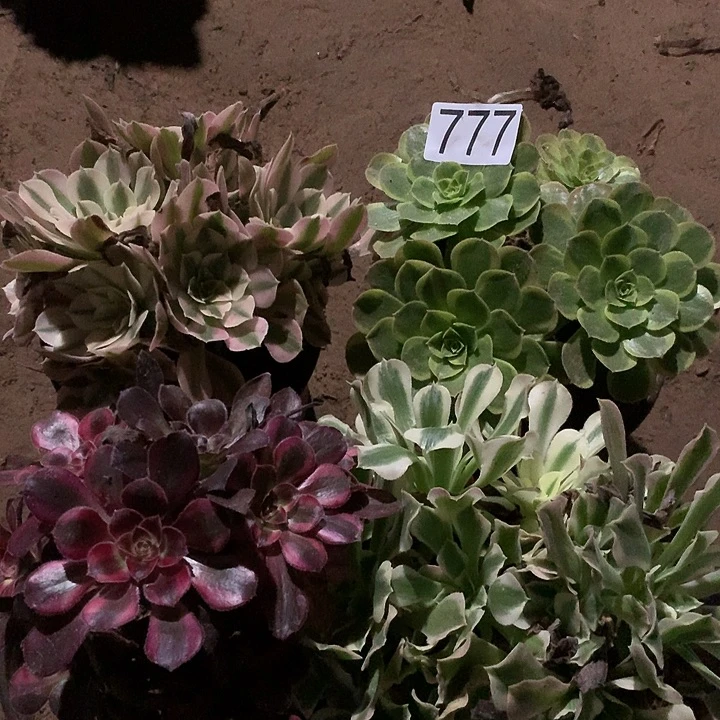 无花朵777四颗多肉植物组合晚
