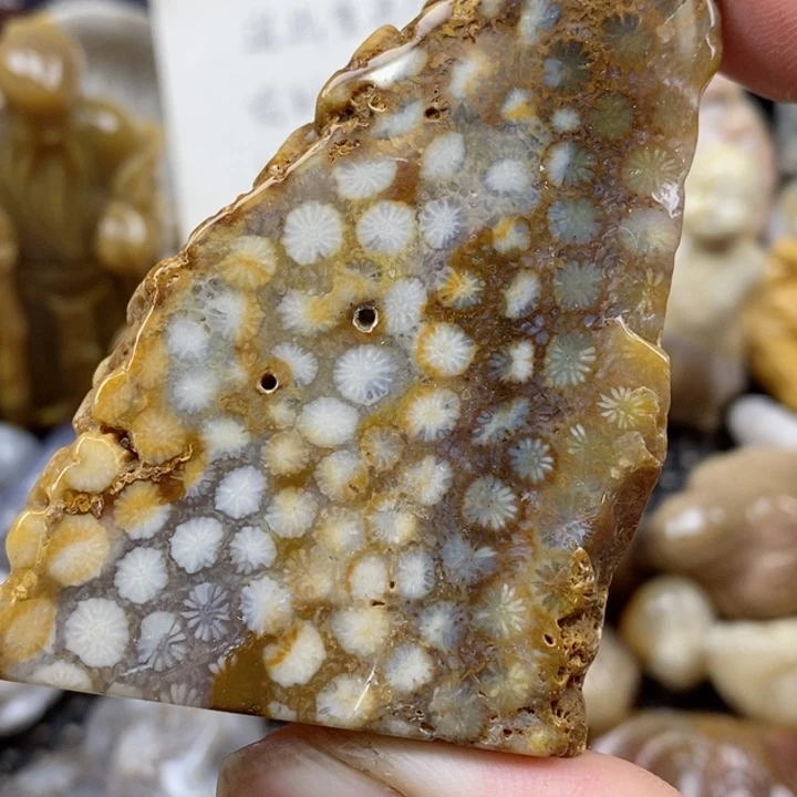 颈饰未镶嵌硅化珊瑚（珊瑚玉）没打孔