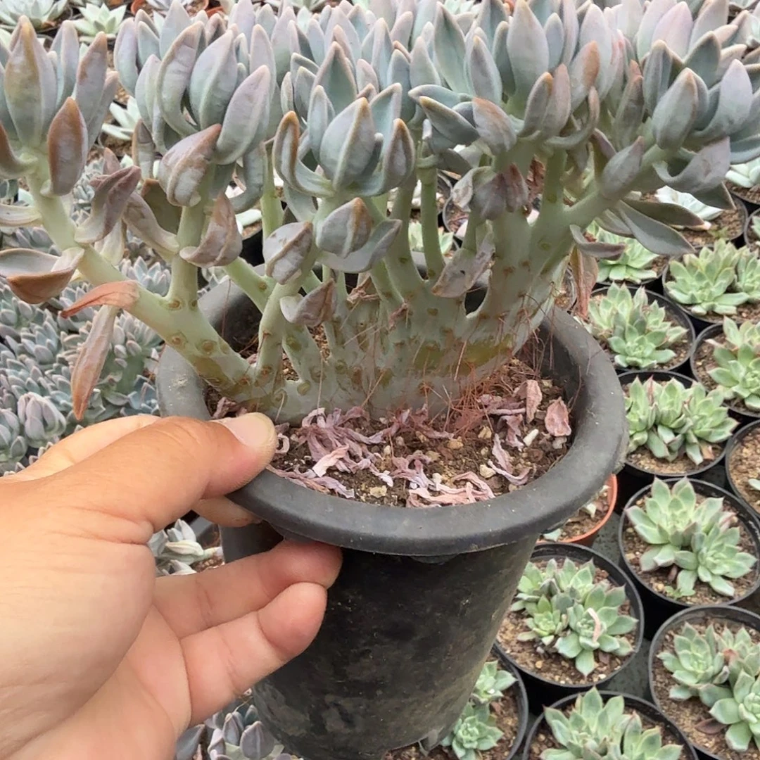 巨***兽淡雪缀化一物一拍