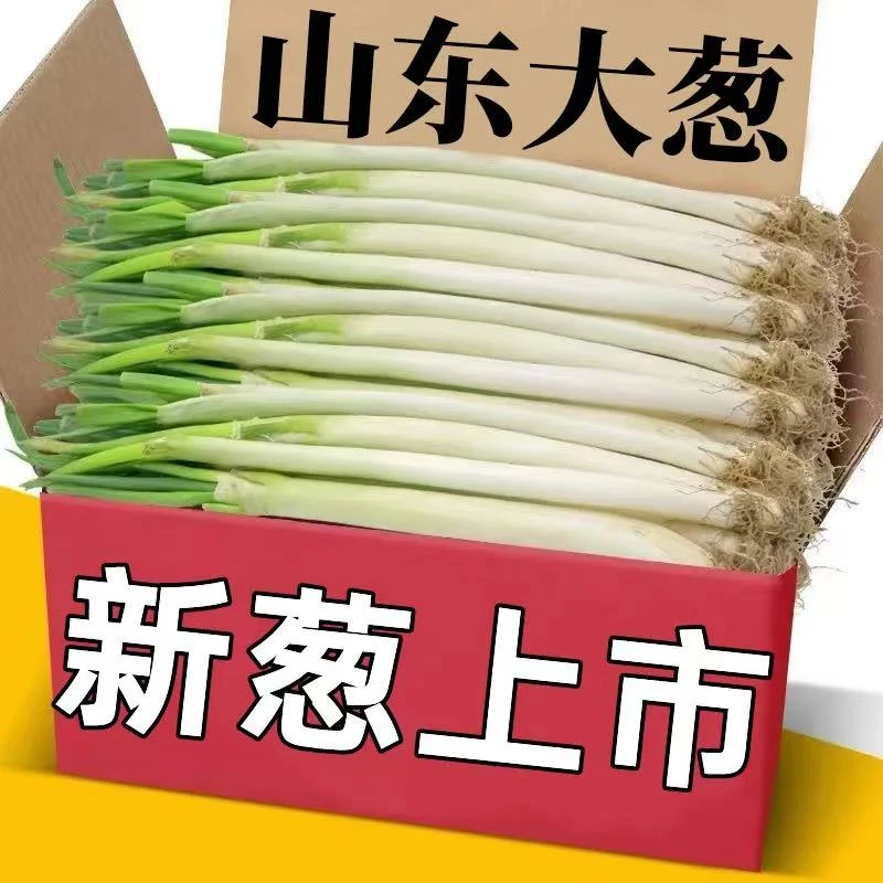 无叶大葱  山东新鲜脆嫩  产地直发