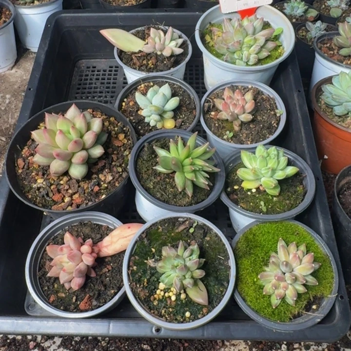 109多肉植物一物一拍