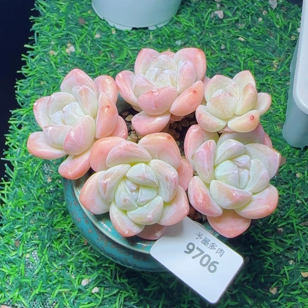 长杆冰玉，9706多肉植物