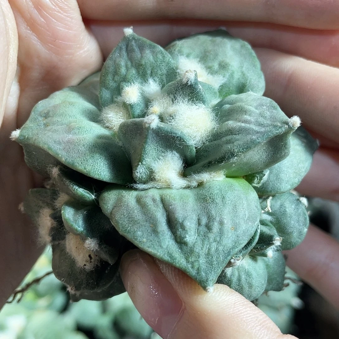 7cm自根丸尤青瓷牡丹