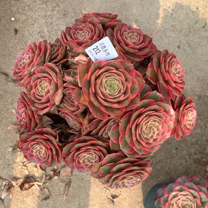 212粉花妖多肉植物