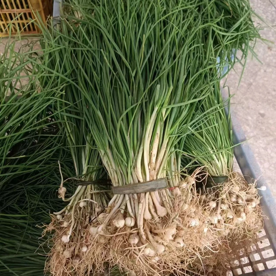 湖南湘西野葱菜深山野生现挖新鲜小根蒜胡葱葱百香葱苦蒜四季