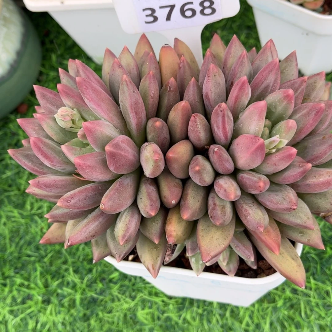 ****多肉植物3768 满30包邮哦