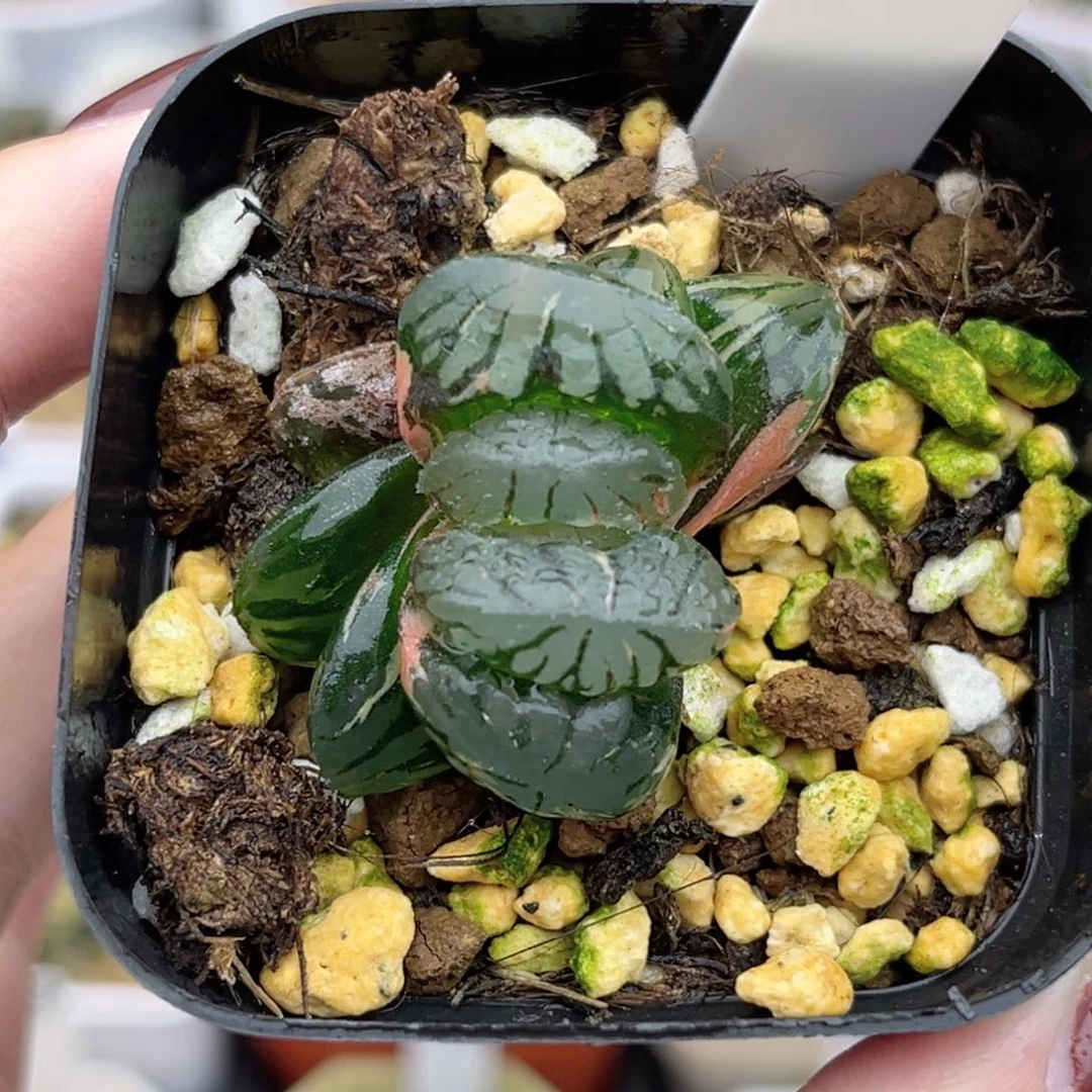 70大窗黑水晶玉露锦福利专场