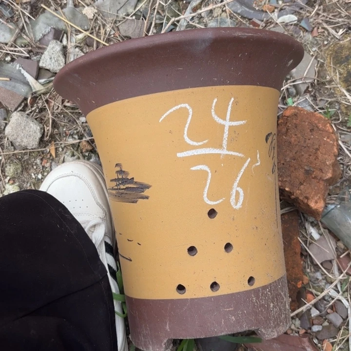 花盆紫砂紫砂的花