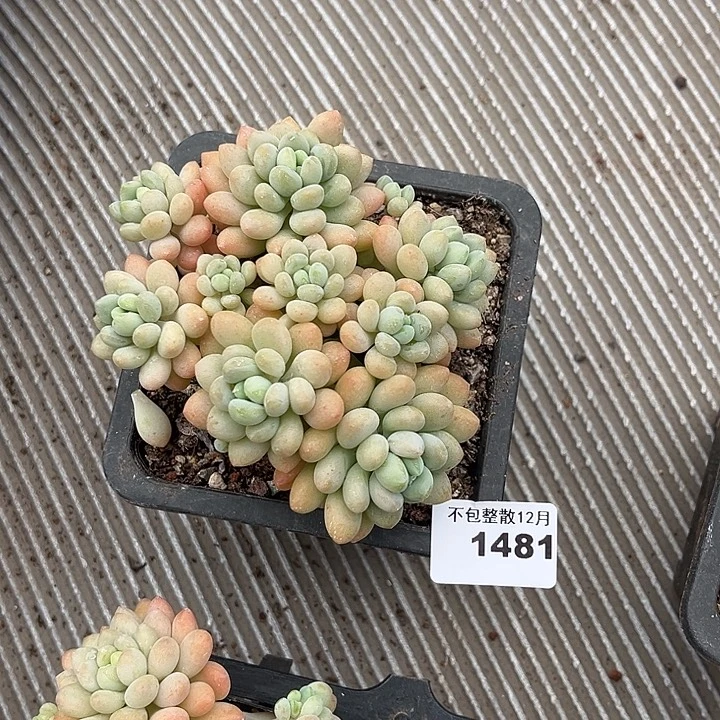 阿雅园艺。       1481鱼子酱