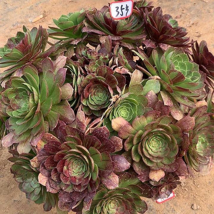 花月夜多肉植物多肉35