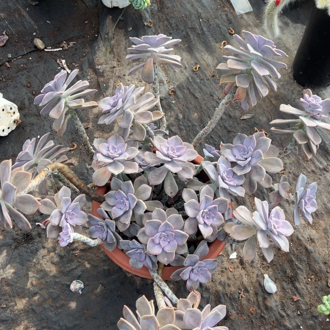 紫乐超级大盆老桩