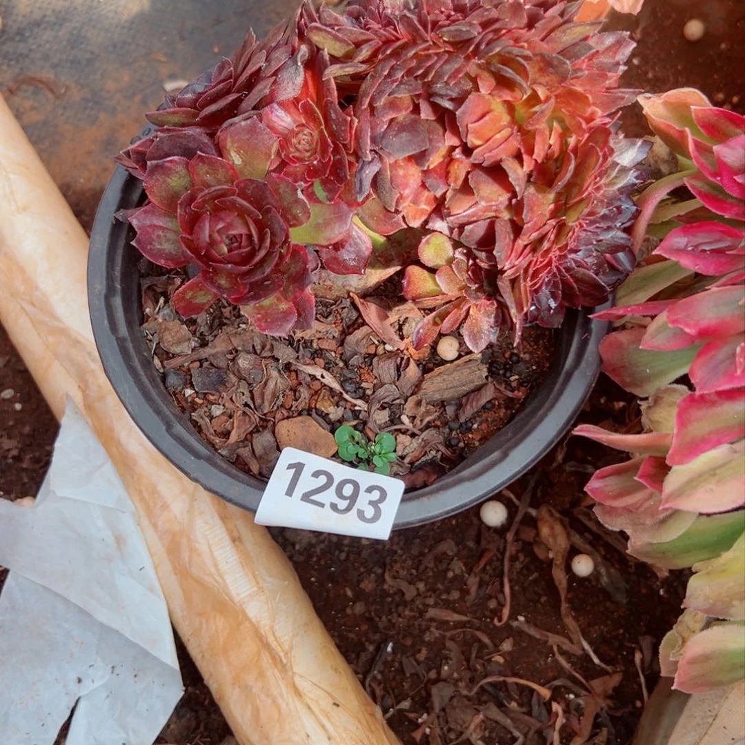 我1293 号多肉法师新年特价