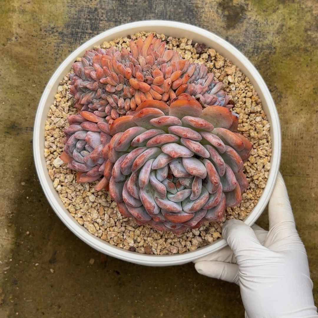 喜***海橙子缀化多肉植物