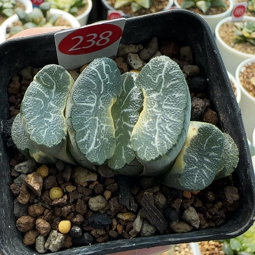 238号糊斑大绳玉扇锦一物一拍带盆土