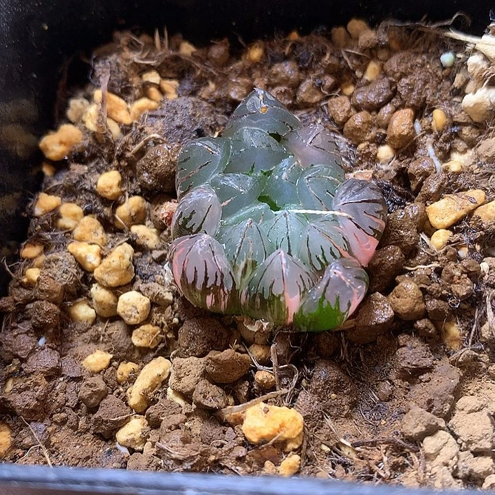 水晶灯玉露锦带盆土发货