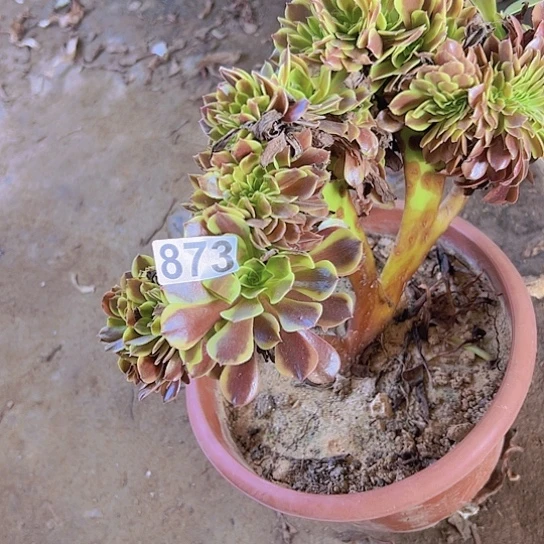 余***多肉植物一个欧嘉莉