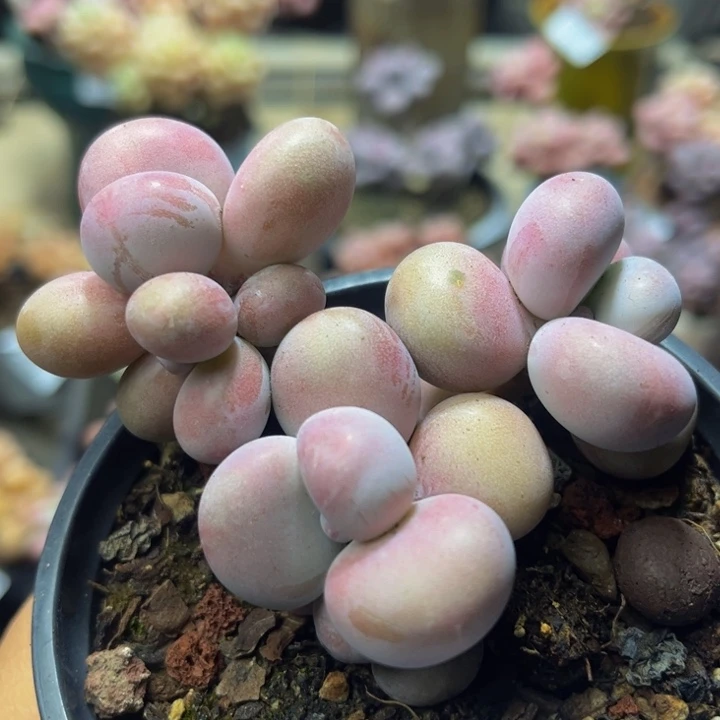 367！老桩腰子7 厘米