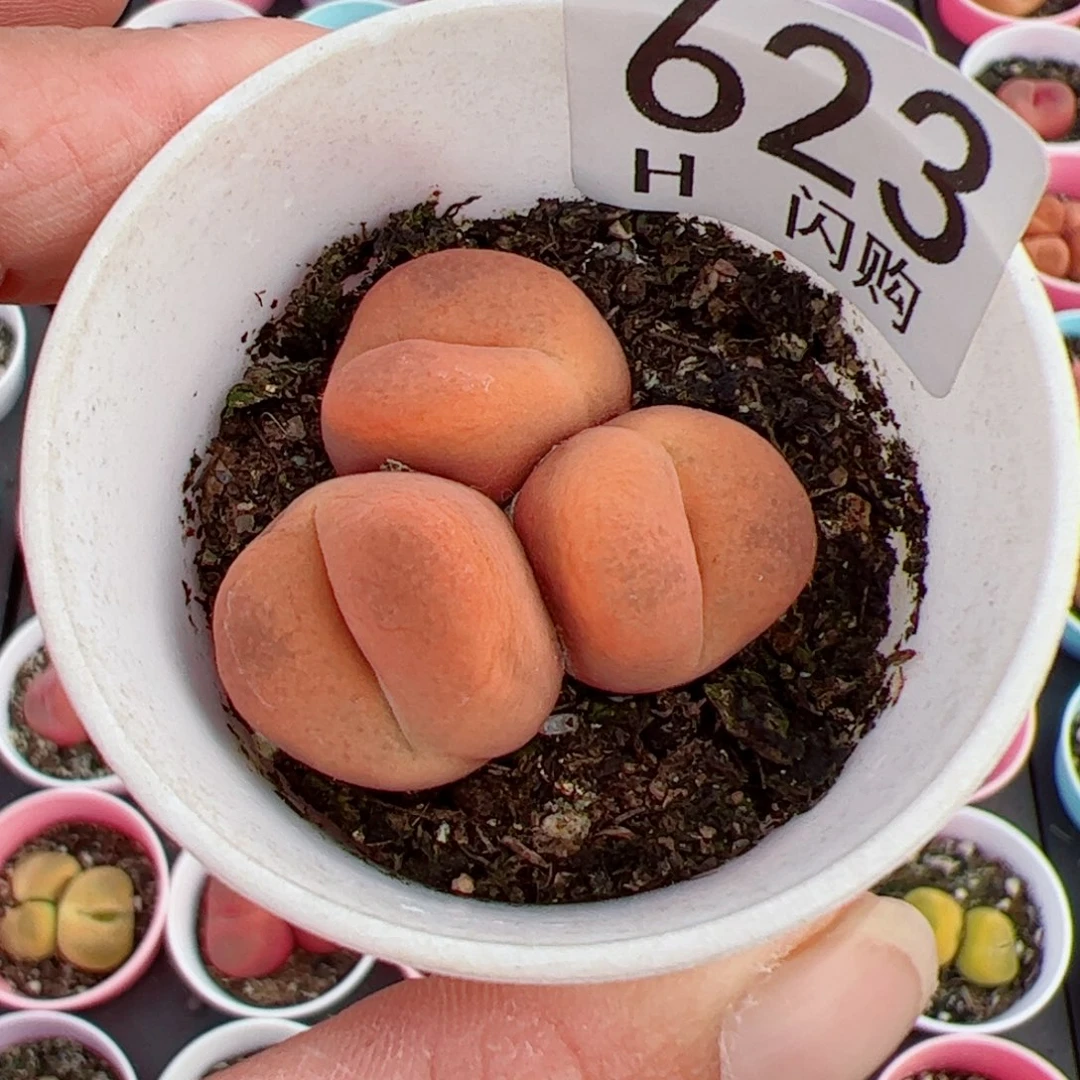 无花朵七*～我很喜欢这个H623
