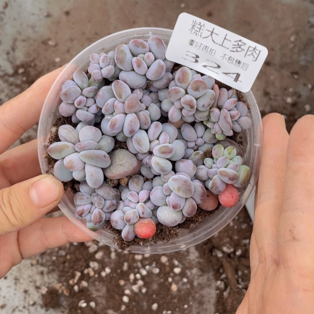 糕大上多肉植物324