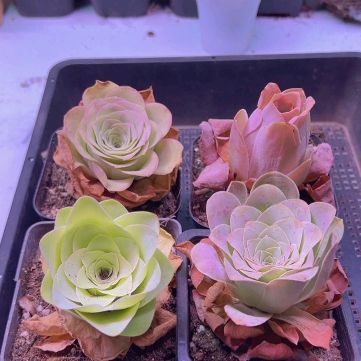 391 山地玫瑰一物一拍无售后