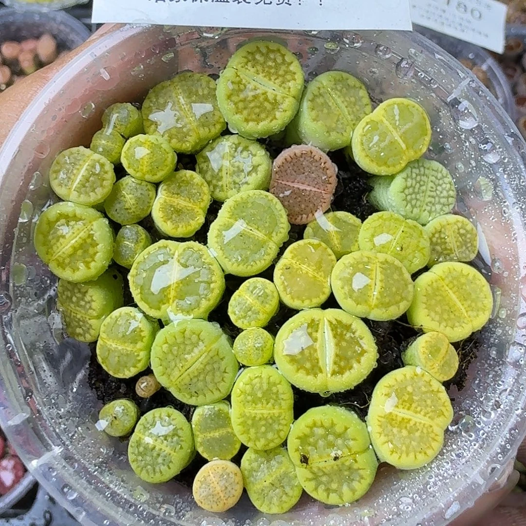 2182 黄巴里两年哈哈