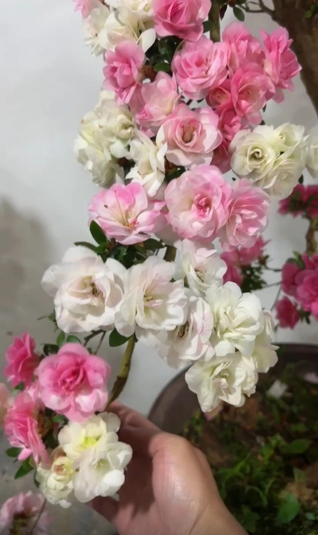 皋月杜鹃花专属链接