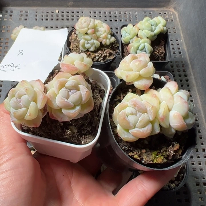 集一物一拍专拍的