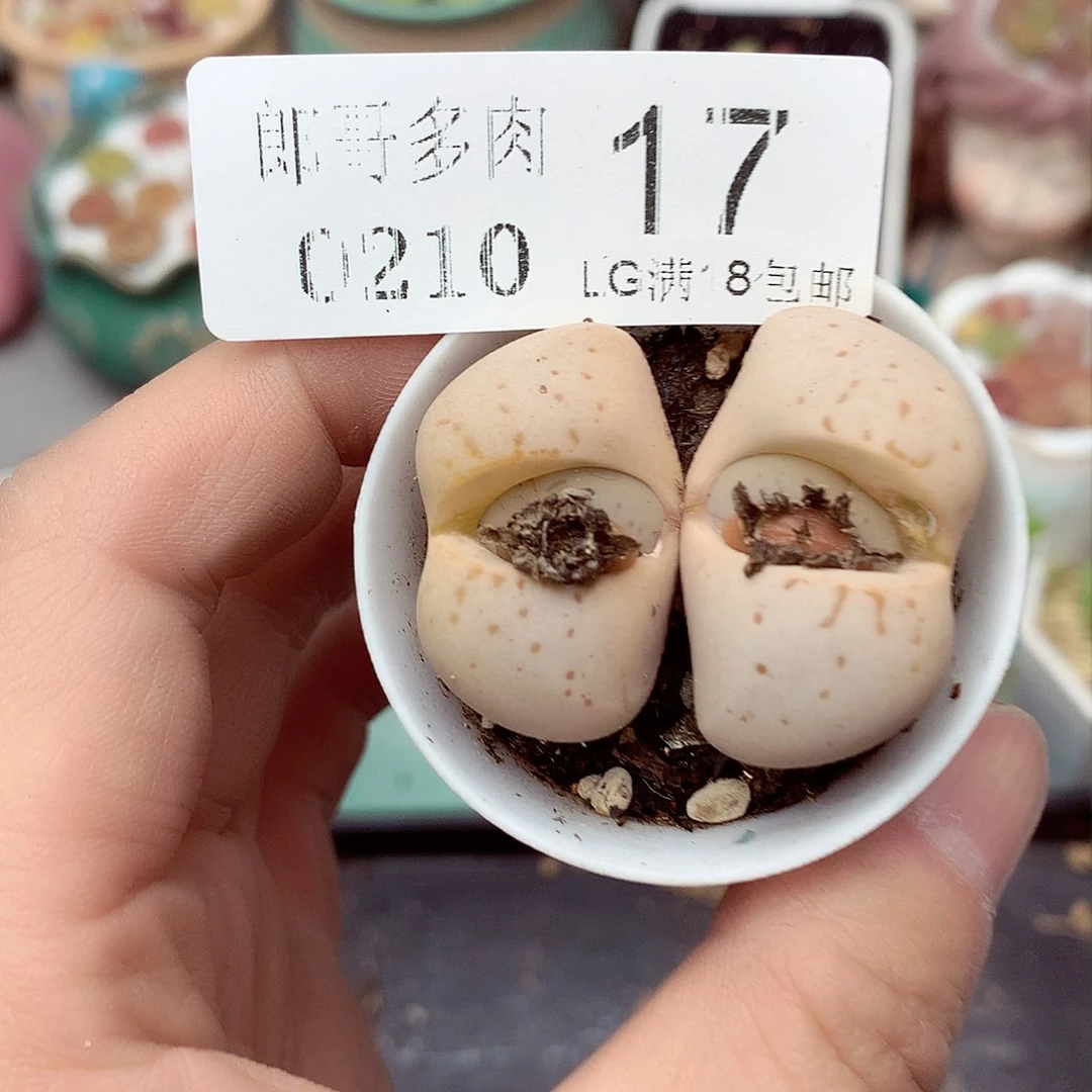 郎哥多肉生石花10-17