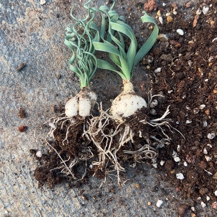 弹簧草，一物一拍，