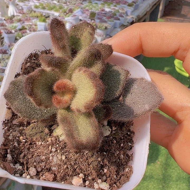 泰迪熊19包邮多肉植物