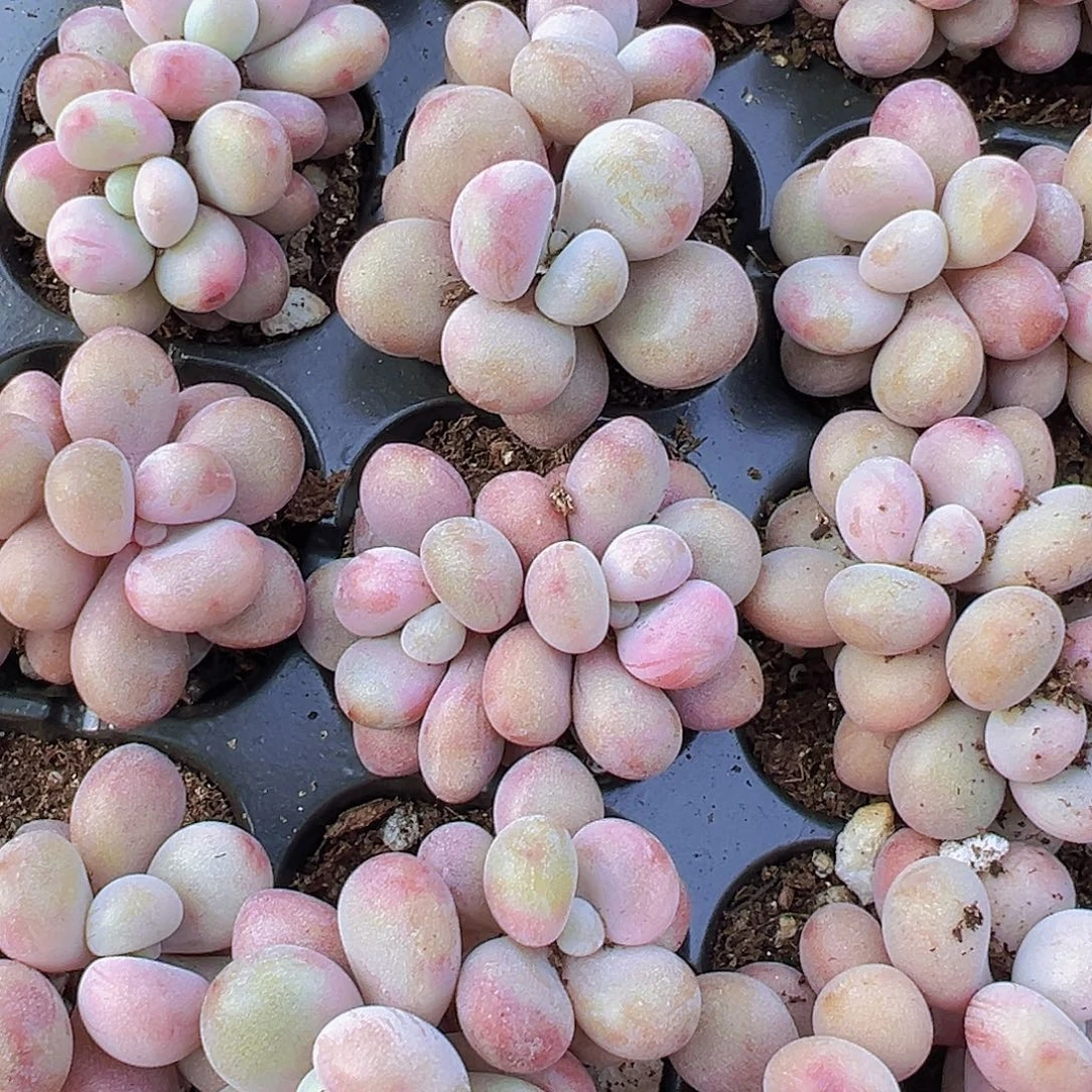 双头糖果桃蛋苗11颗带穴盘