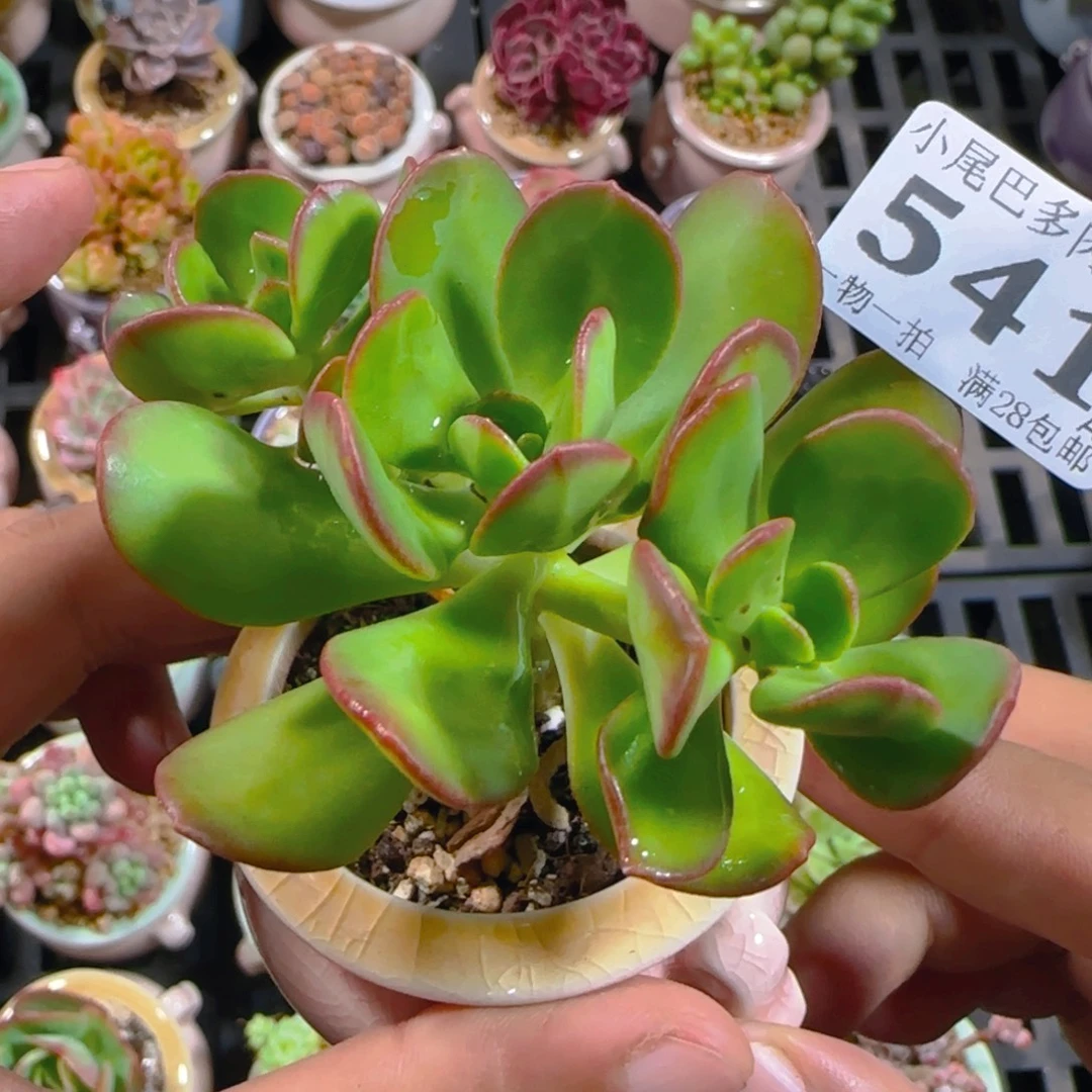 AI小尾巴5CM迷你拇指盆栽精控多肉541