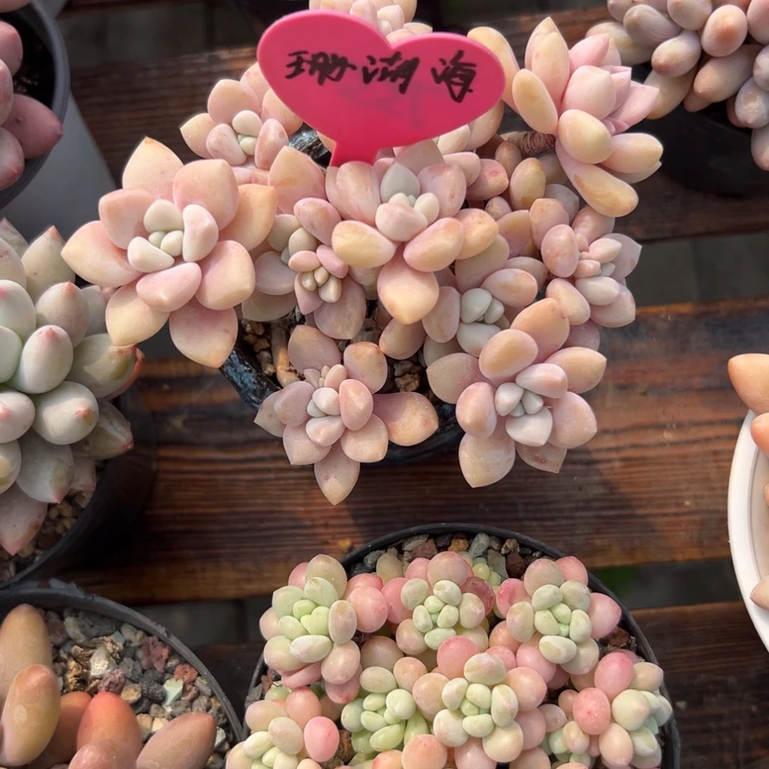 多肉植物一物一拍