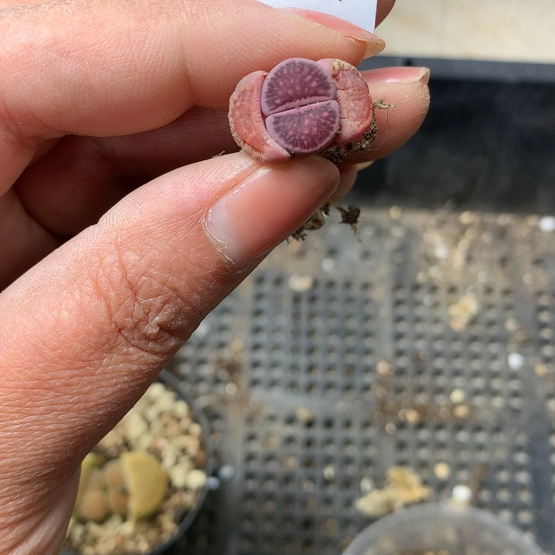 一*K735多肉植物保护研究所