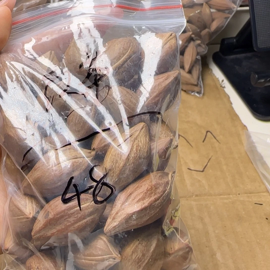 【闪购商品】橄榄核手串/手链红**茶橄榄核素核