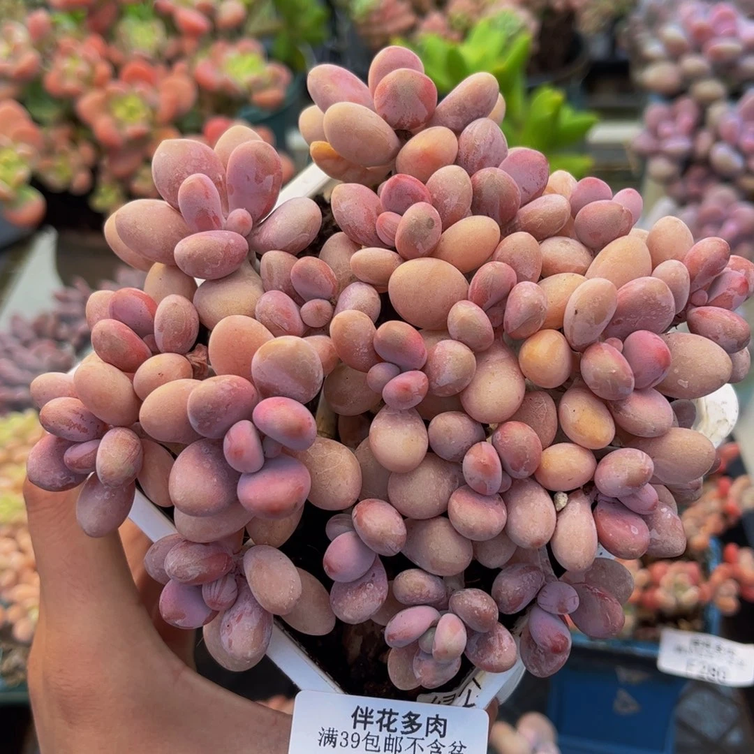 303-手捧桃蛋多肉6cm