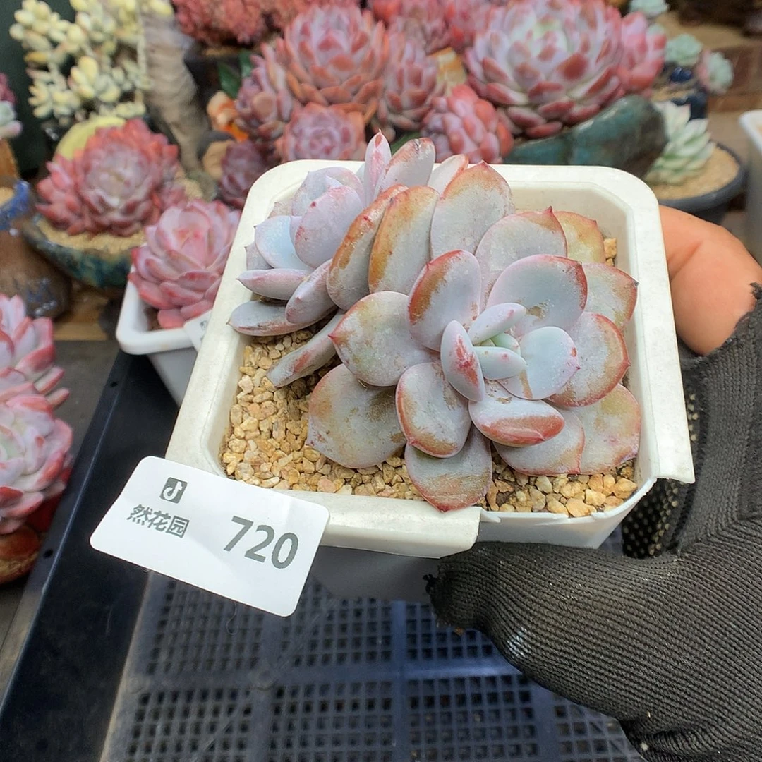 720奶茶多肉植物66663