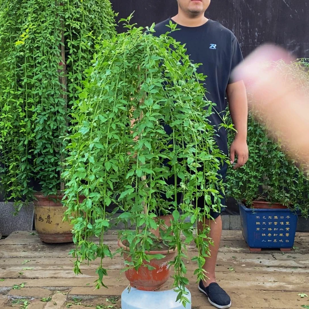 探春花，一物一拍，