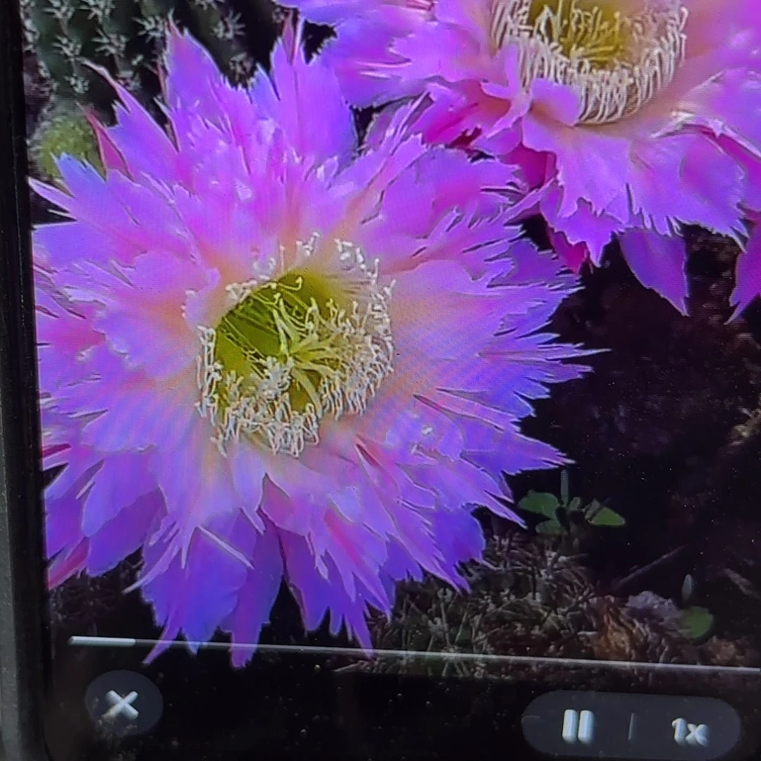 紫薇星毛侧牙20包邮12