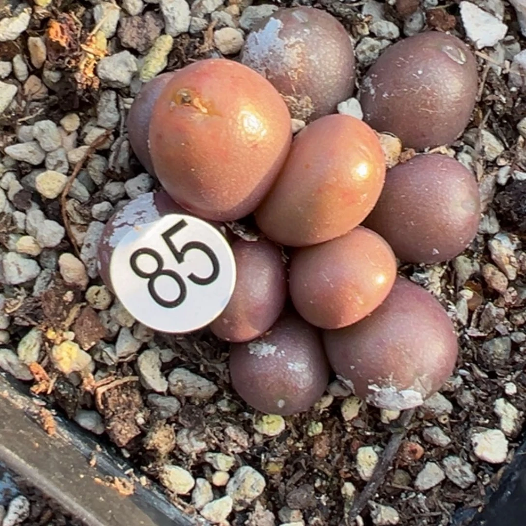 多肉植物11111111111111