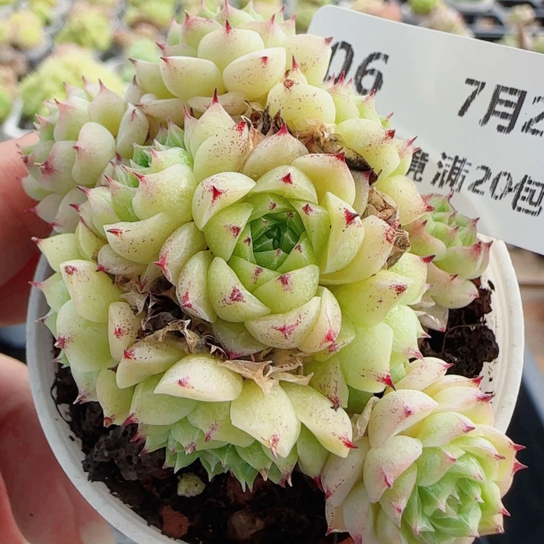 花语逸镜0725-06散