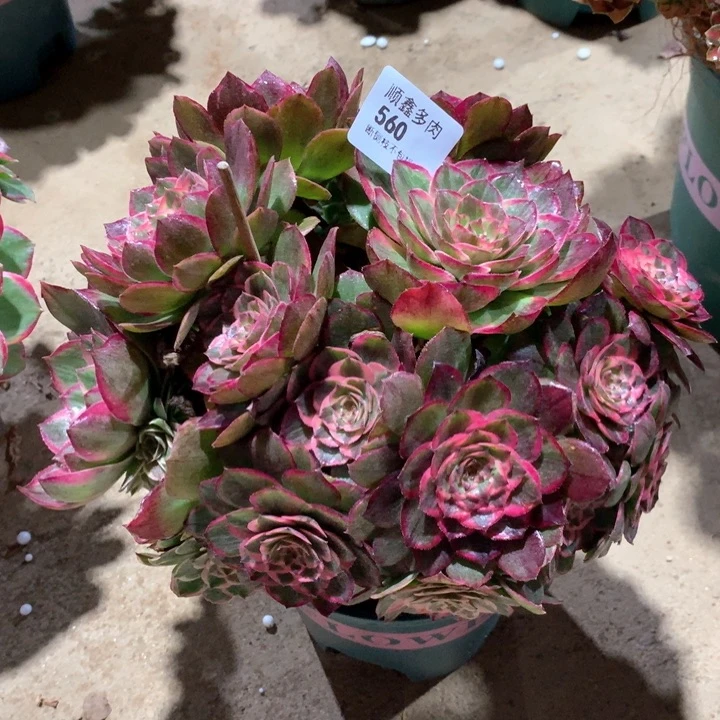 560莲花座多肉植物