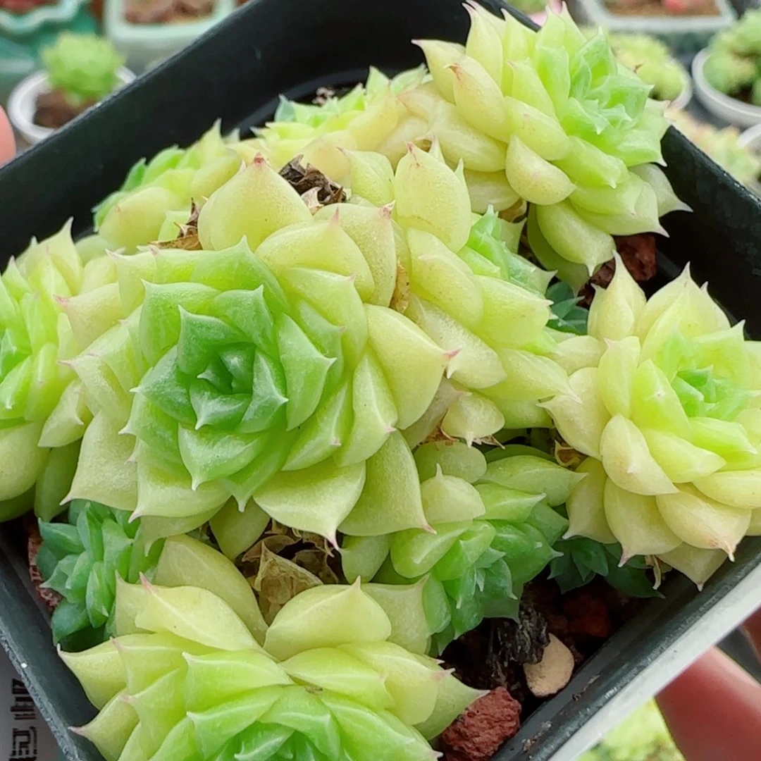 花语逸镜0915-02开播福利散