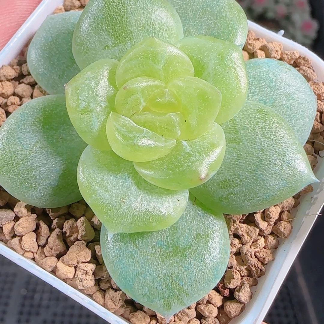 0925---196小家碧玉糖心珍妮
