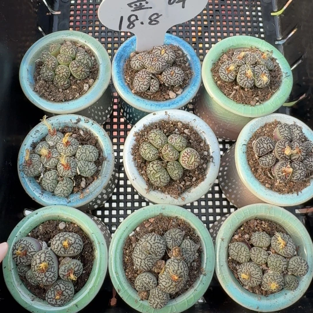 12046-带瓷盆墨小锥群福利一颗